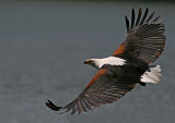 African Fish Eagle (Haliaeetus vocifer)