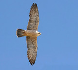 Lanner Falcon  (Falco biarmicus abyssinicus)