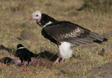 White-headed Vulture (Trigonoceps occipitalis)