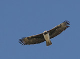 Martial Eagle (Polemaetus bellicosus)