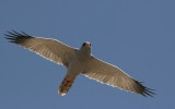 Eastern Chanting Goshawk (Melierax poliopterus)