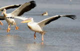 Great White Pelican (Pelicanus onocrotalus)