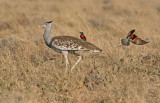 Arabian Bustard  (Ardeotis arabs) with Carmine Bee-eaters