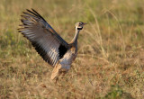 White-bellied Bustard (Eupodotis seneglensis)