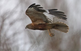 Western Marsh Harrier (Circus aeruginosus), Brun krrhk