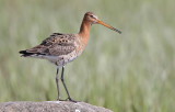 Black-tailed Godwit (Limosa limosa), Rdspov