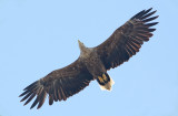 White-tailed Eagle (Haliaeetus albicilla), Havsrn