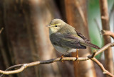 Willow Warbler (Phylloscopus trochilus), Lvsngare