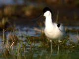 Pied Avocet (Recurvirostra avosetta), Skrflcka