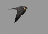 Eurasian Hobby (Falco subbuteo), Lrkfalk