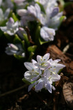 Spring Flower