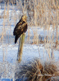 Fjllvrk (Buteo lagopus)