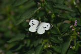 Large White  Klfjril  (Pieris brassicae)