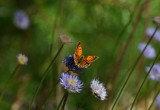 Scarce Copper  Vitflckig guldvinge  (Lycaena virgaureae)