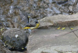 Grey Wagtail  Forsrla  (Motacilla cinerea)