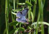 Green-underside Blue  Klverblvinge  (Glaucopsyche alexis)