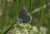 Common Blue  Puktrneblvinge  (Polymmatus icarus)