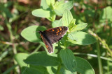 False Heath Fritillary  Sotntfjril  (Melitaea diamina)