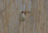 European Reed Warbler Rörsångare (Acrocephalus scirpaceus)