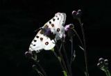 Apollo  Apollofjril  (Parnassius apollo)