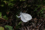 Wood White  Skogsvitvinge  (Leptidea sinapis)