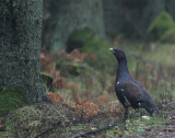 Wester Capercaillie  Tjder  (Tetrao urogallus)