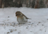 Arctic Redpoll  Snsiska  (Carduelis hornemanni) 2010