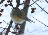 Red-flanked Bluetail  Blstjrt  (Tarsiger cyanurus)