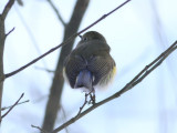 Red-flanked Bluetail  Blstjrt  (Tarsiger cyanurus)