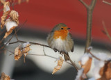 European Robin Rödhake (Erithacus rubecula)