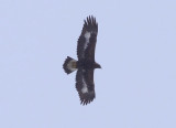 Golden Eagle  Kungsrn  (Aquila chrysaetos) 2010