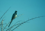 Namaqua Dove  (Oena capensis)