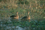 Lesser Whistling Duck  (Dendrocygna javanica)