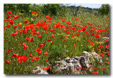 Coquelicots Au bord du chemin