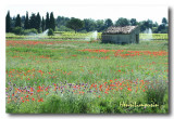 Coquelicots Arrosage