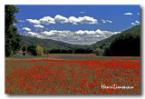 Coquelicots Mare Rouge