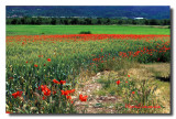 Coquelicots Balade Au Champ