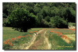 Coquelicots Chemin faisant