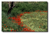 Coquelicots Courbe Rouge