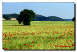 Coquelicots Solitaire