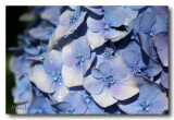 Hortensia Bleu