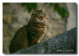 Chat sur le mur