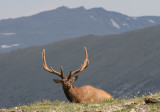 Elk; bull