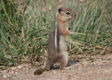 Golden-mantled Ground Squirrel