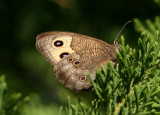 Cercyonis pegala; Common Wood-Nymph