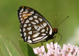 Speyeria idalia; Regal Fritillary; female