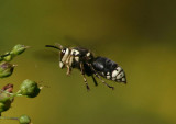 Dolichovespula maculata; Bald-faced Hornet