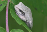 Gray/Copes Tree Frog