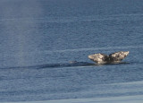 Humpback Whale