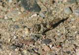 Trimerotropis pallidipennis; Pallid-winged Grasshopper